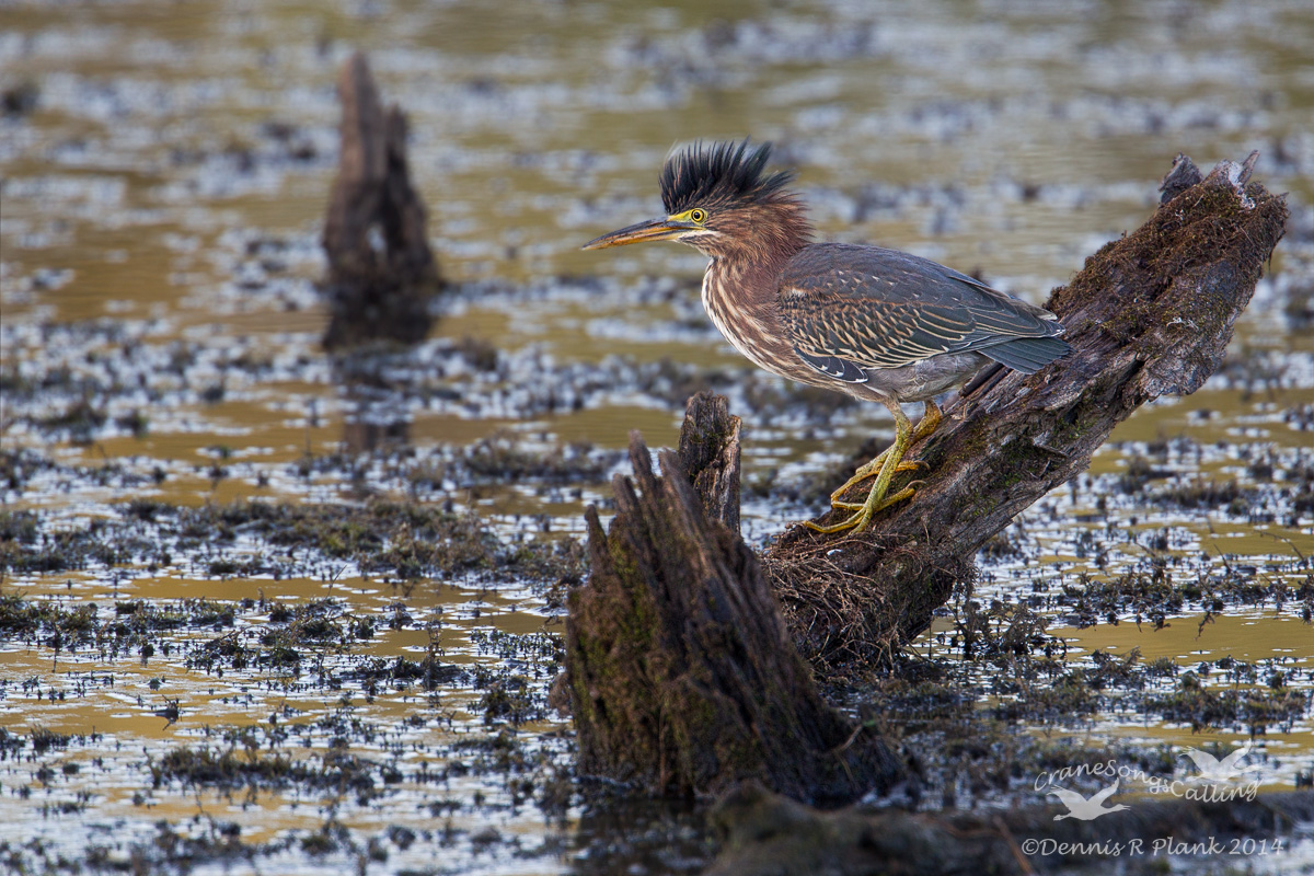 Green Heron