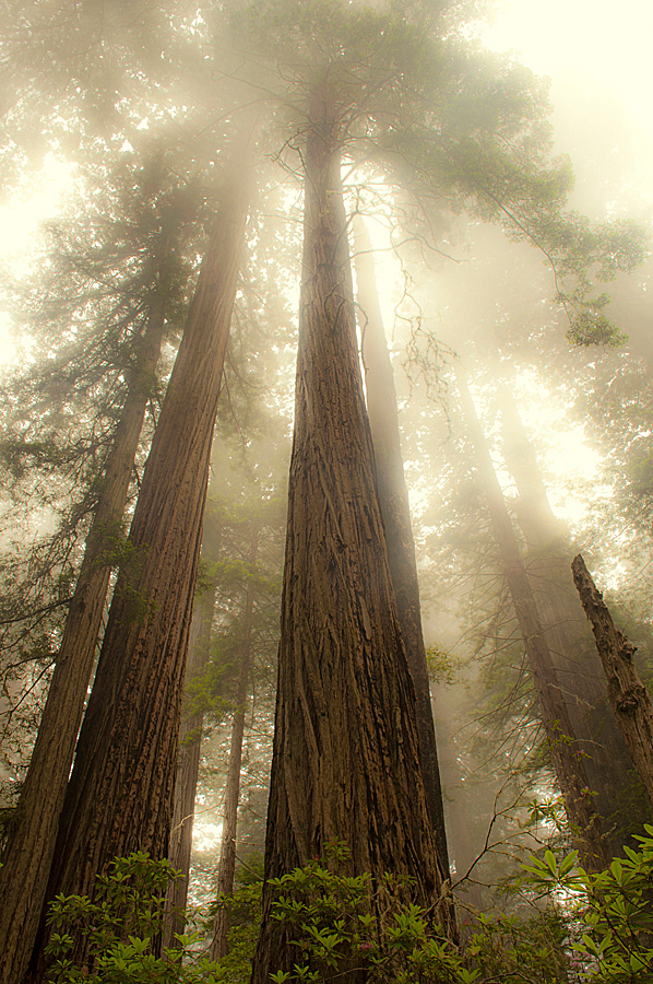 Mist Born + Repost
