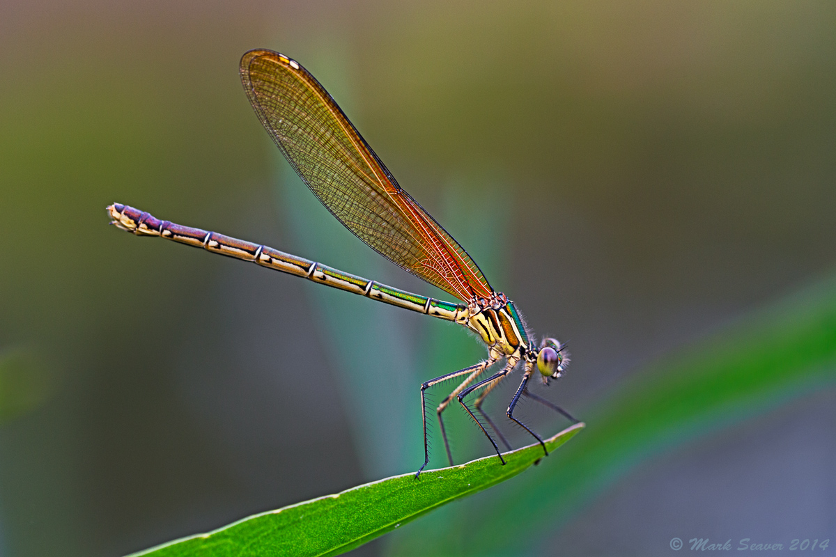 Am. Rubyspot (f)