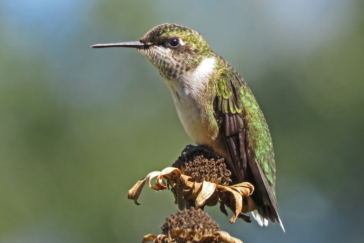 RT humming bird