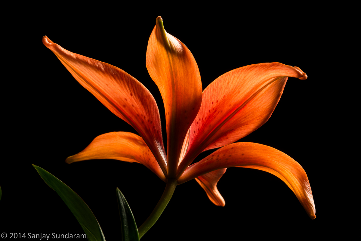 Graceful Lily w/ Repost