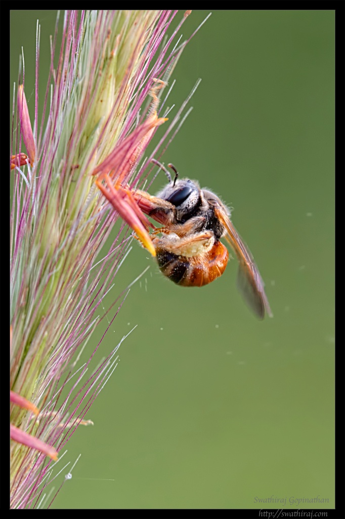 Honey from grass flower