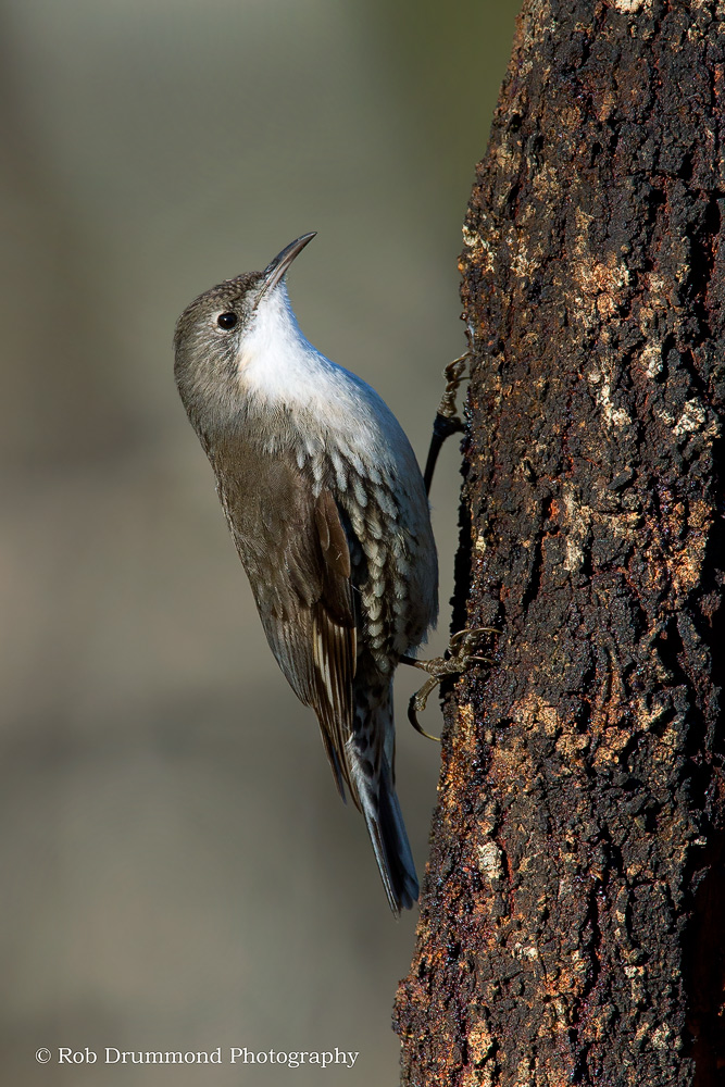 Treecreeper