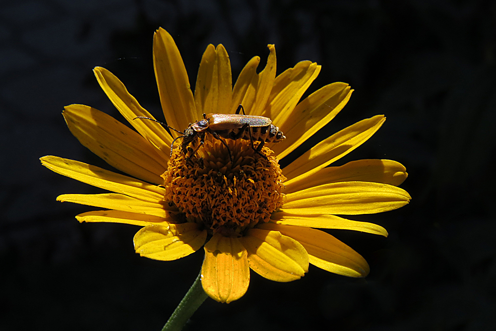 Strong light bug