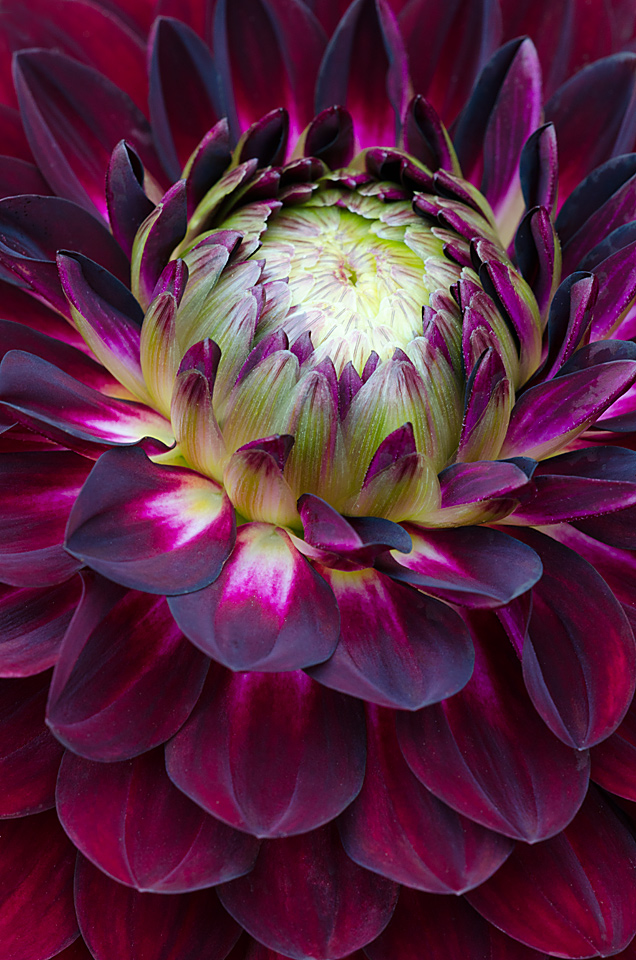 Dahlia 2