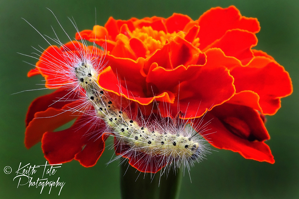 Caterpillar On Marigold