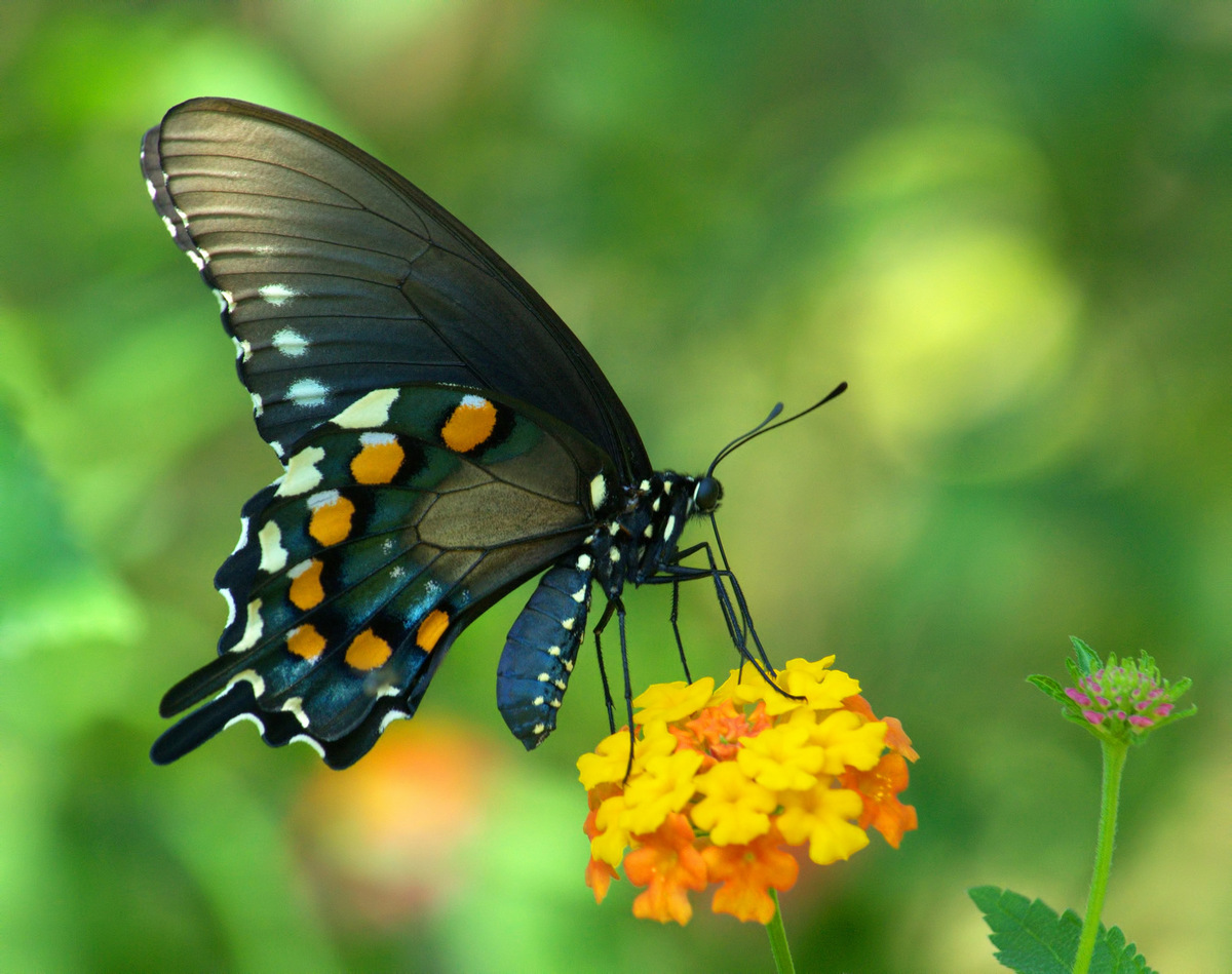 Pipevine Swallowtail