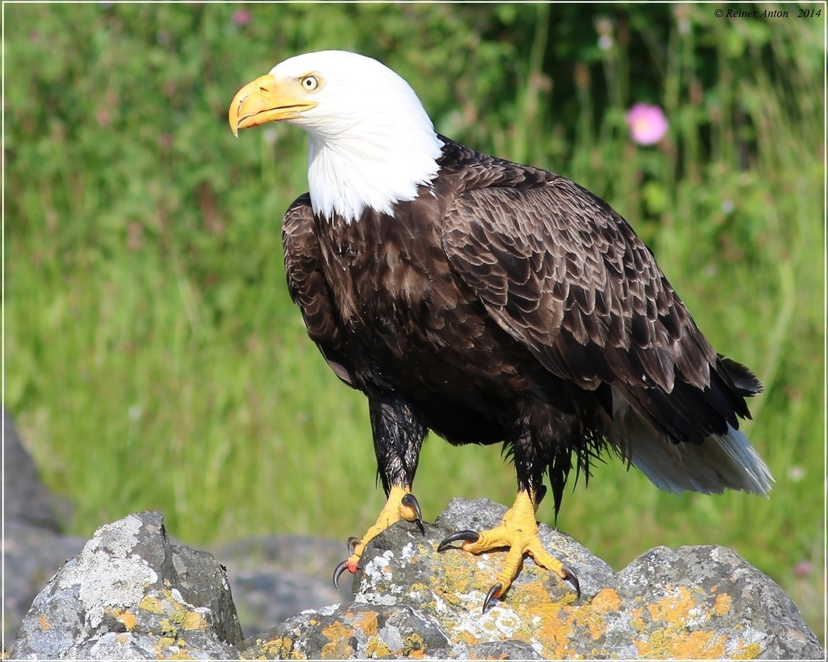 Bald eagle close-up