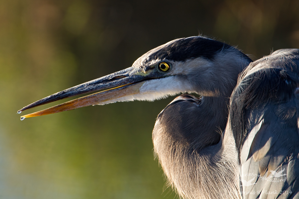 Side Lit Heron