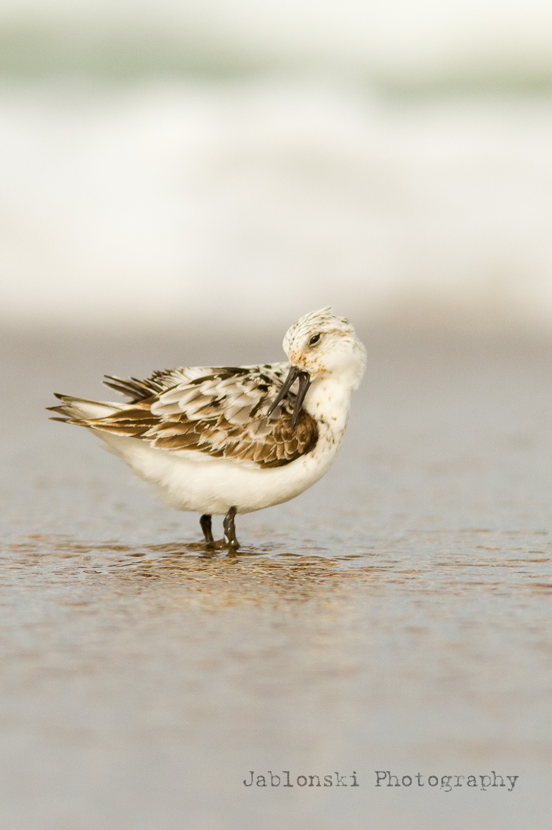 Another Sanderling
