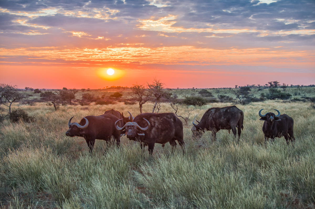 Cape Buffalo at Sunset