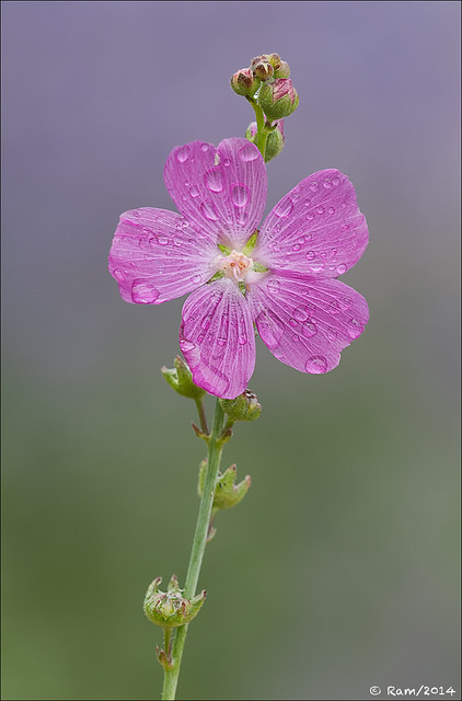 Checkermallow