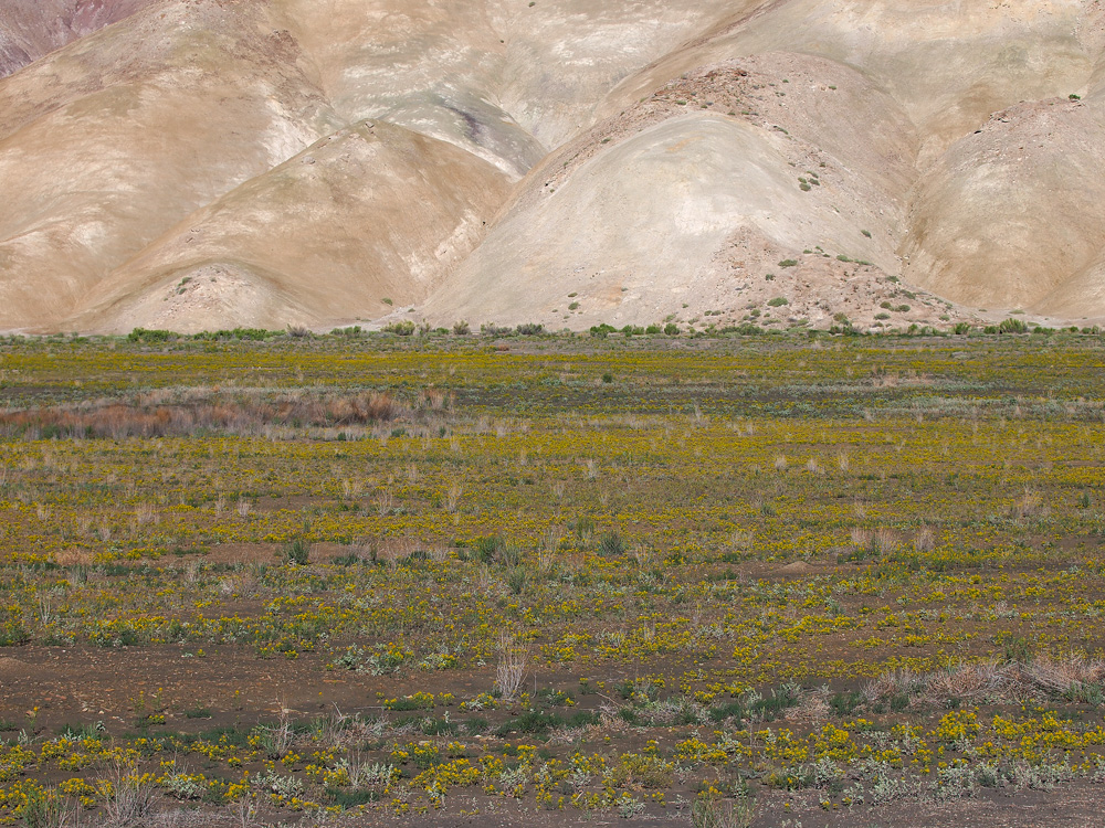 Layers of the Desert