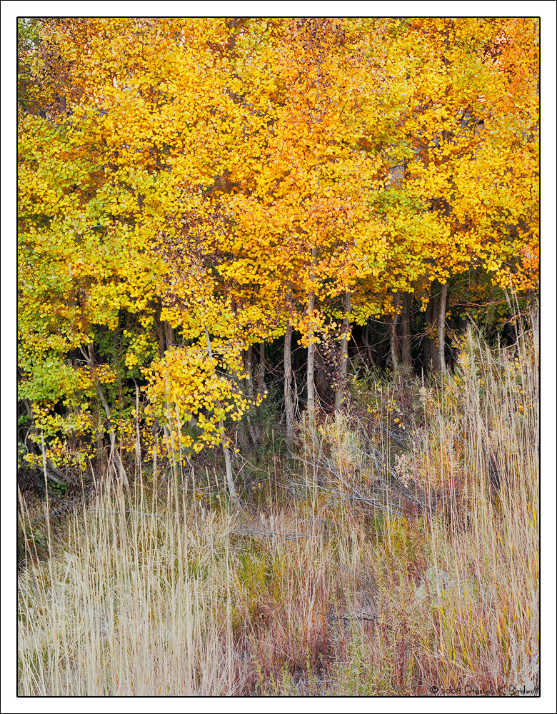Aspens and Tall Grass + rp