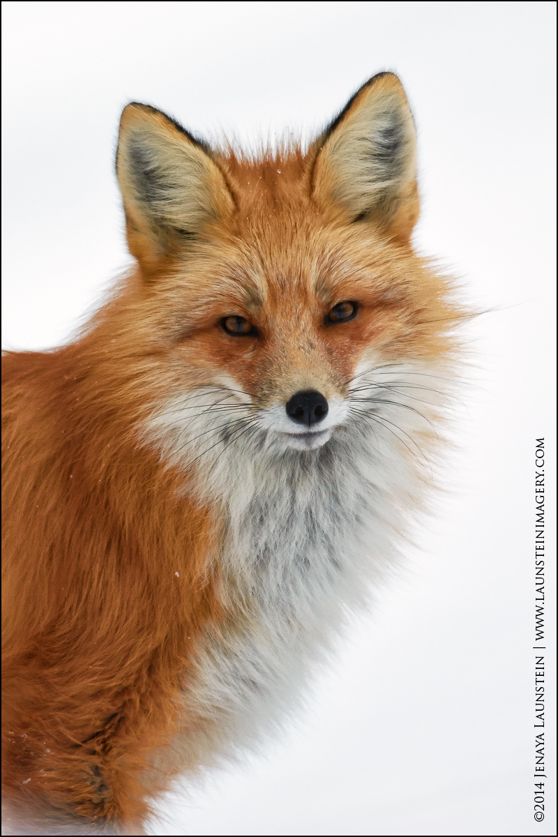 Red Fox Portrait