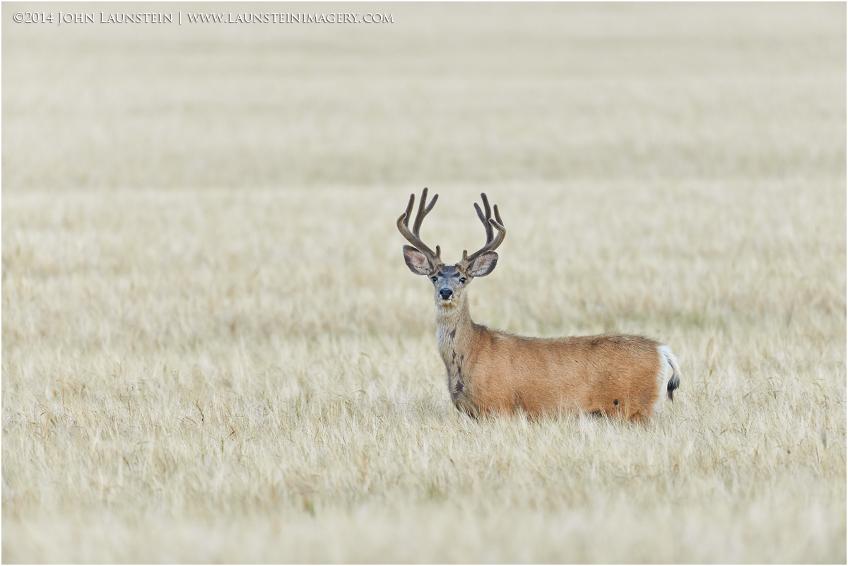 Harvest Buck