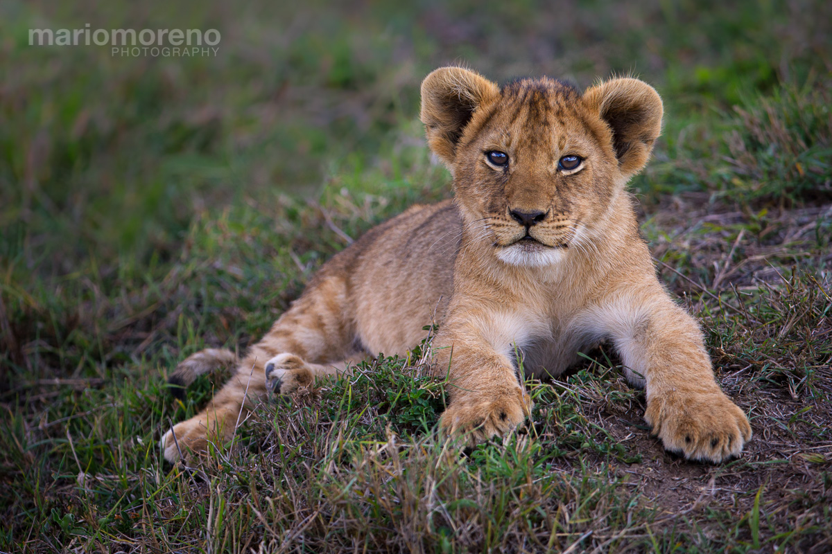 The Marsh Cub
