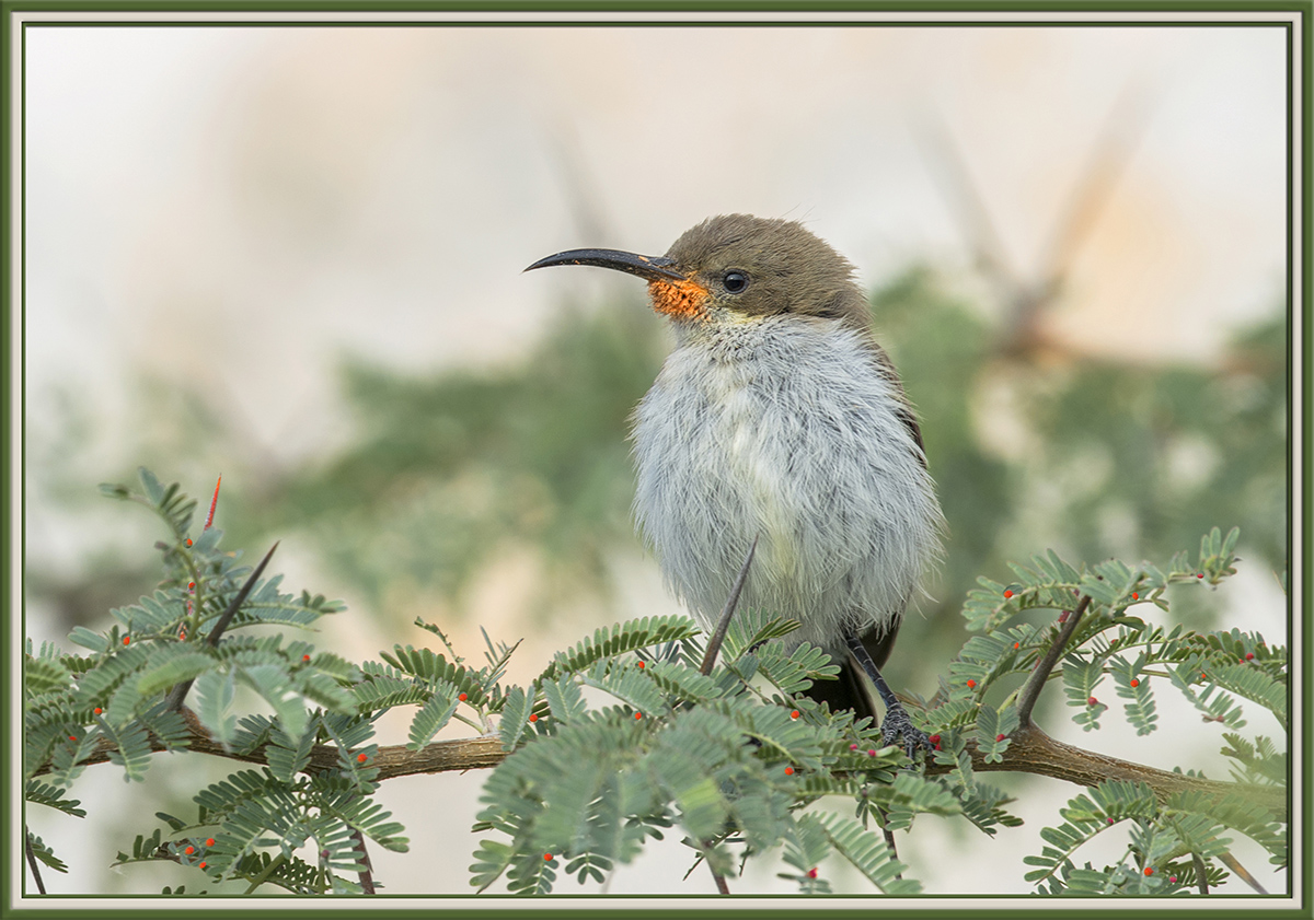 Dusky Sunbird 