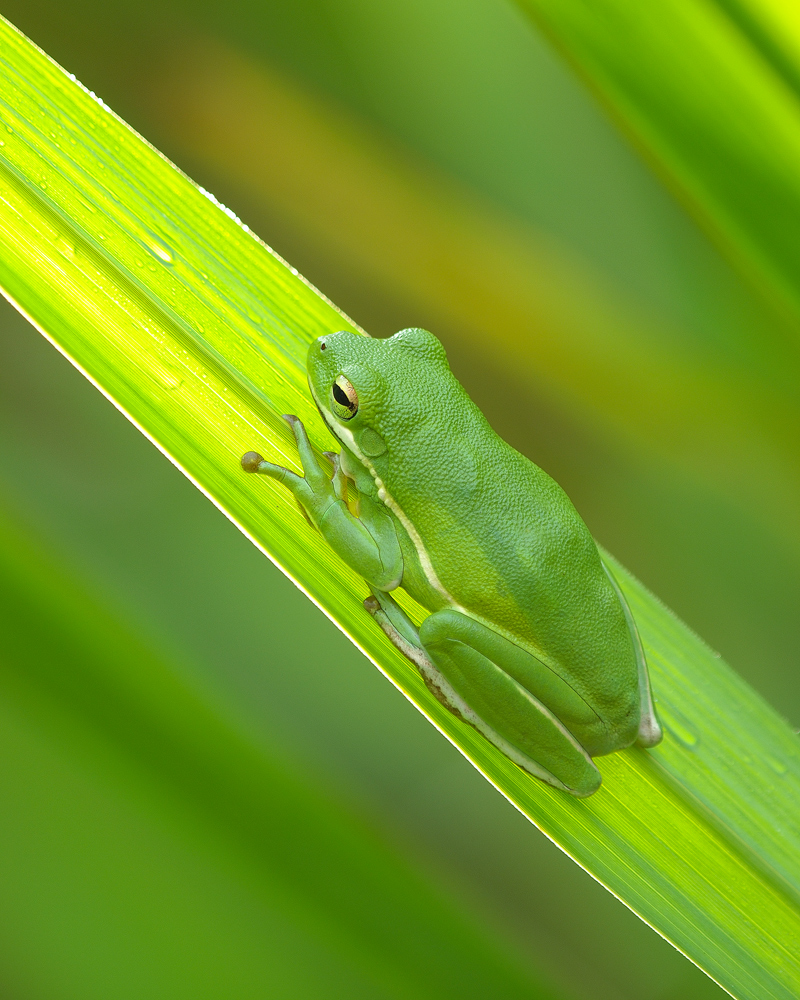 Tree Frog on Sawgrass