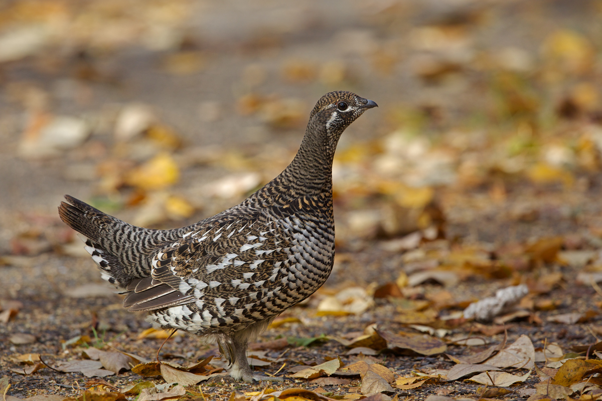 Spruce Grouse Hen