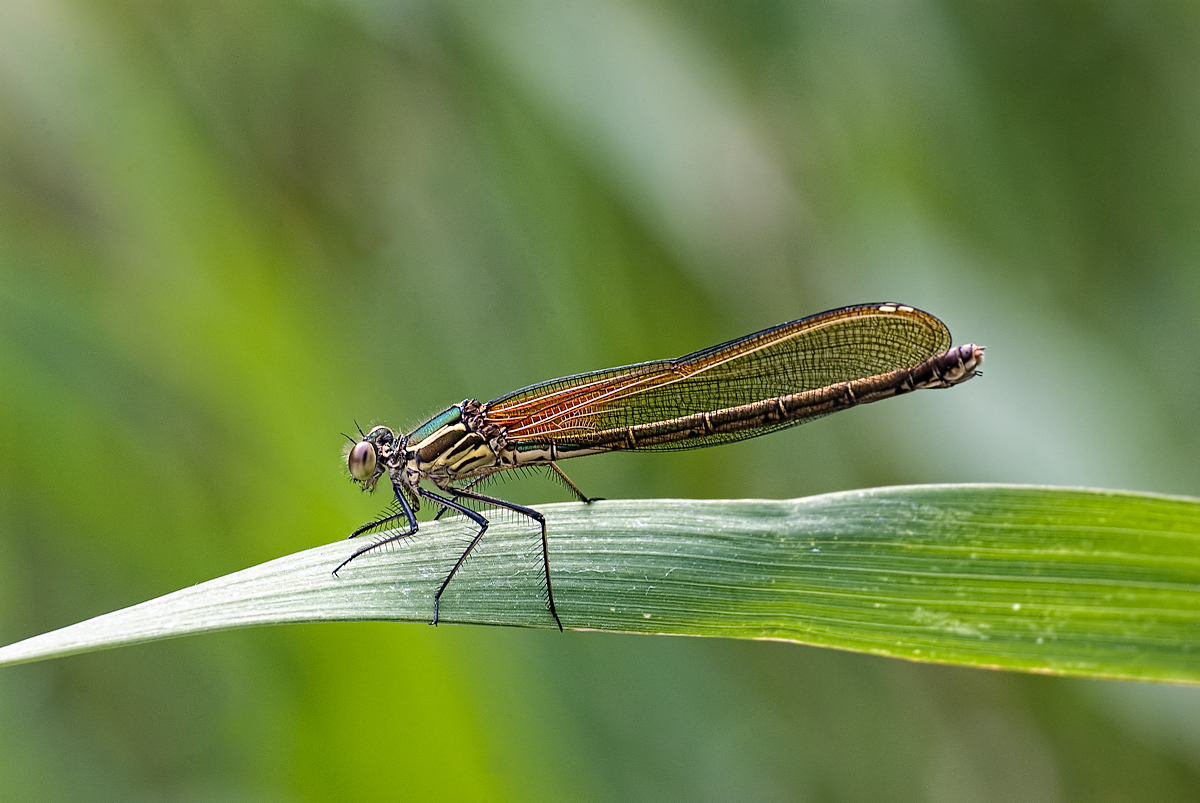 American Ruby Spot