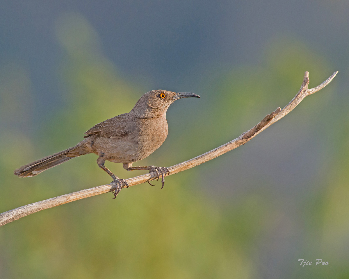 Curve-billed Thrasher