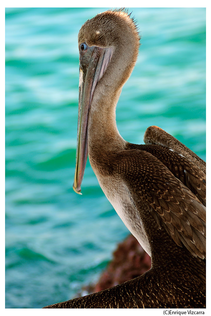 Pelican Portrait