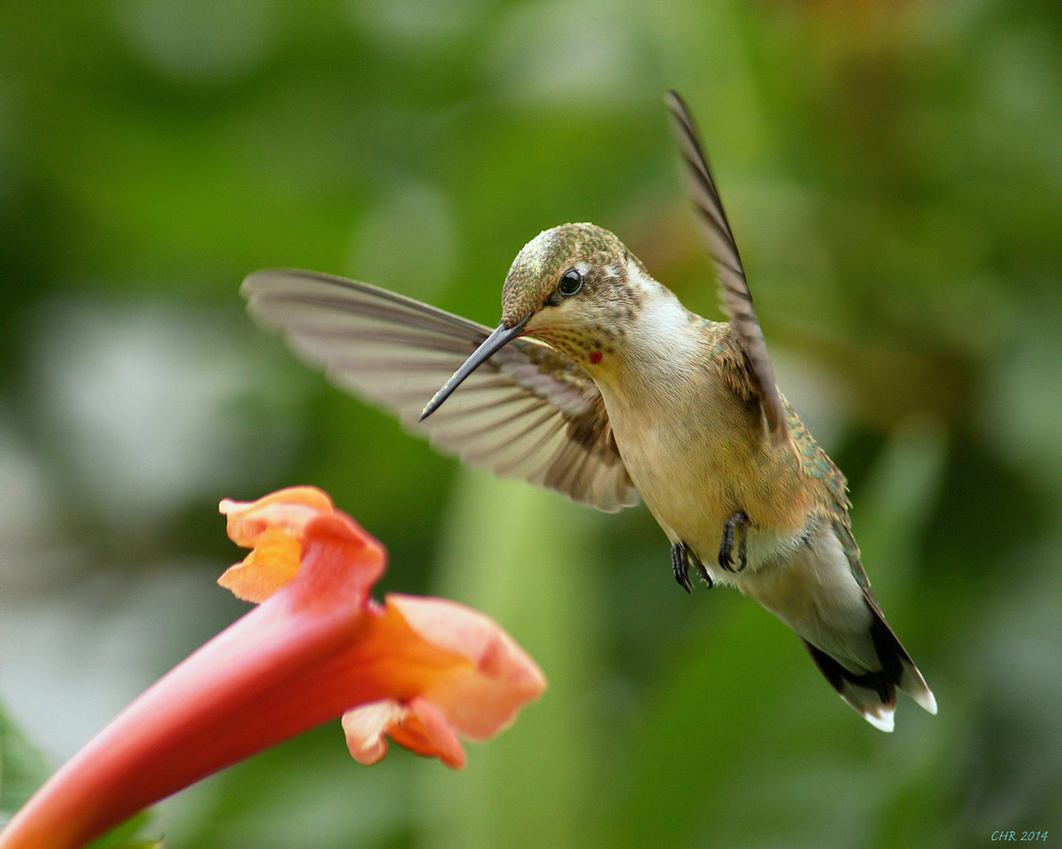 Young Male Ruby-throat 2