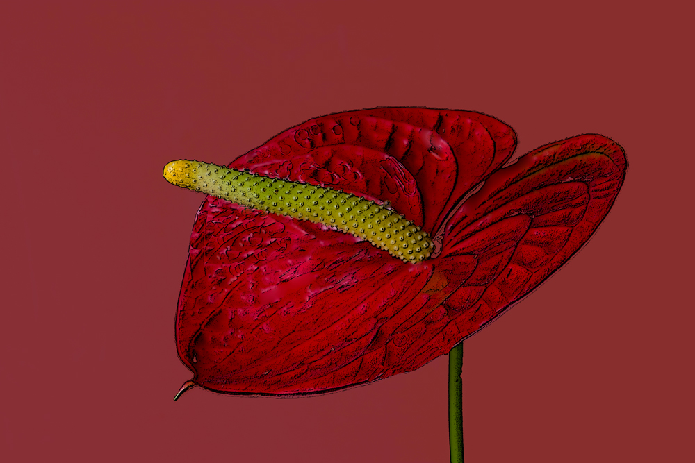 Anthurium-Tail Flower