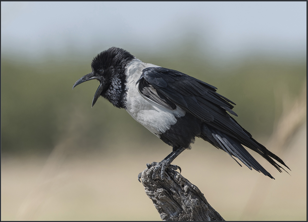 Pied Crow