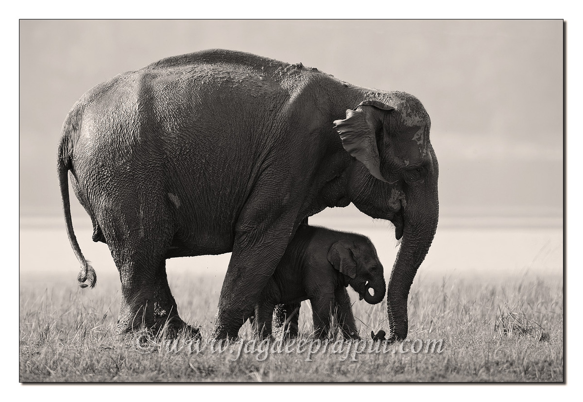 W-repost -Mother n calf