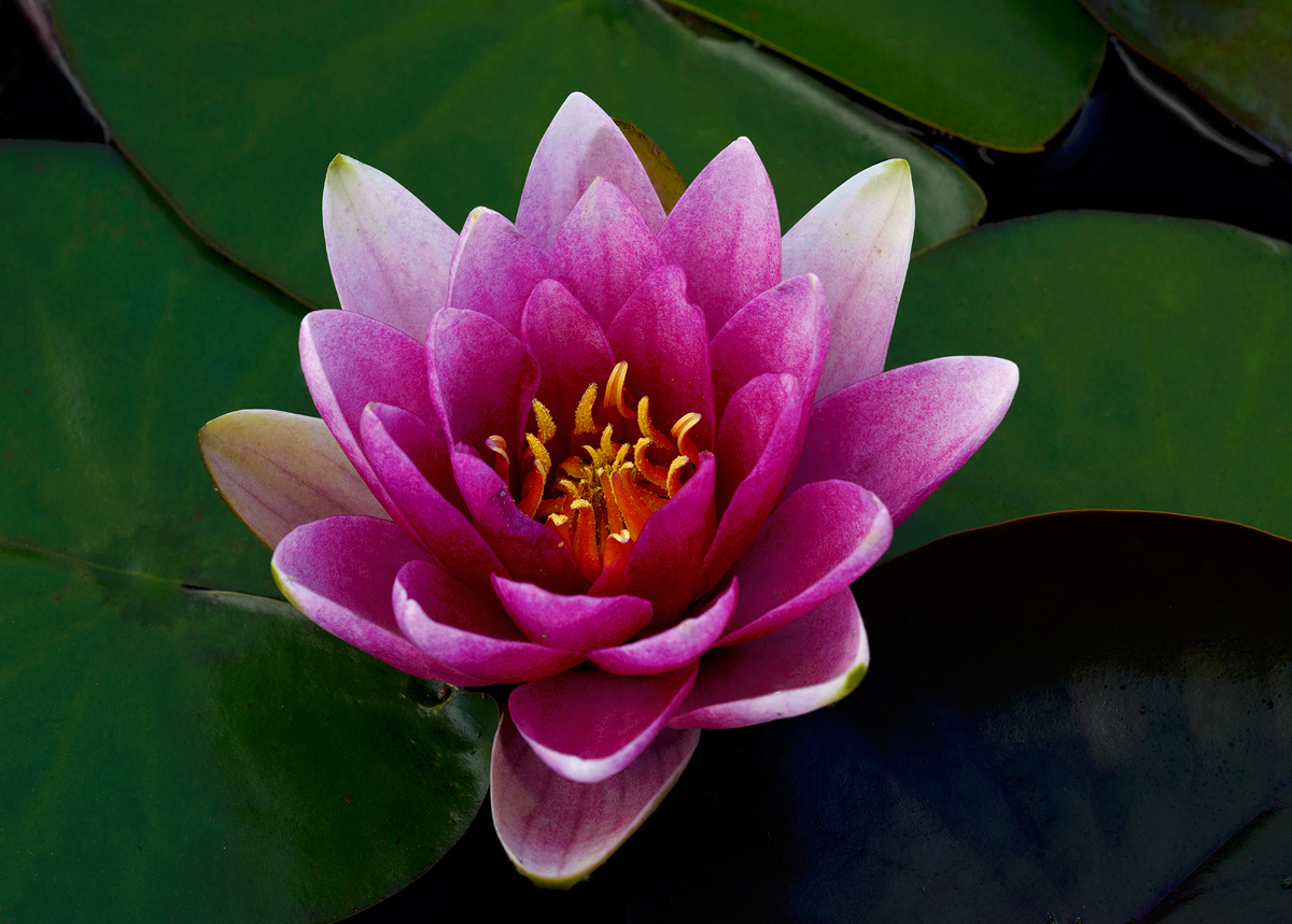 Favourite  water lily
