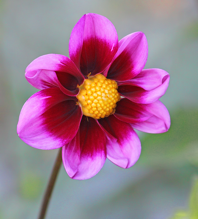 Pink and Yellow