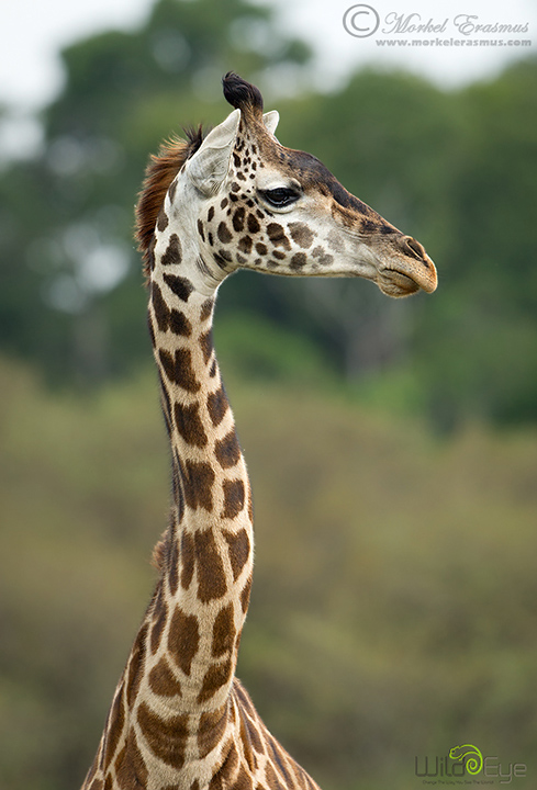Gracefully Long-necked