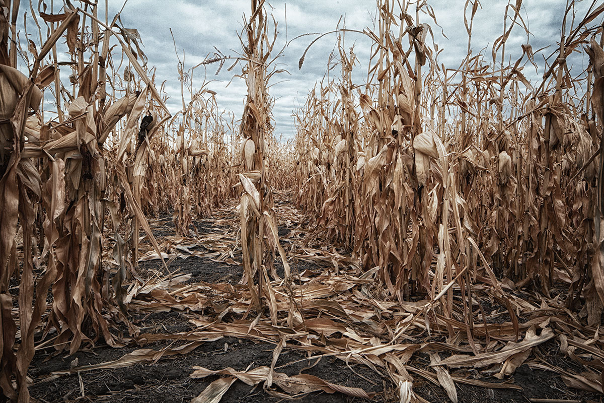 Spooky Cornfield