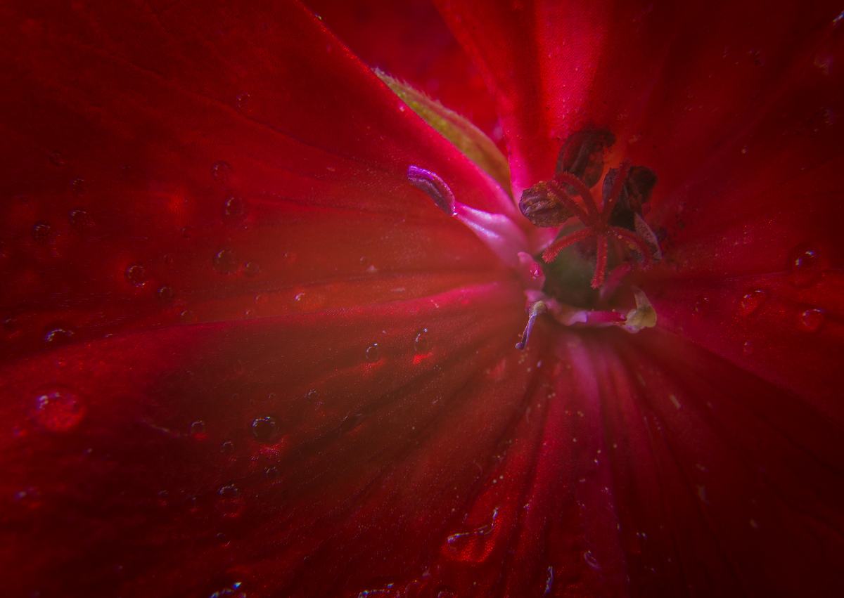 Geranium w/ raindrops