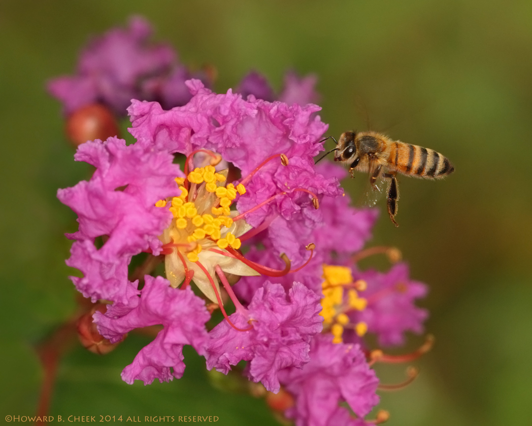 Myrtle Tree Bee