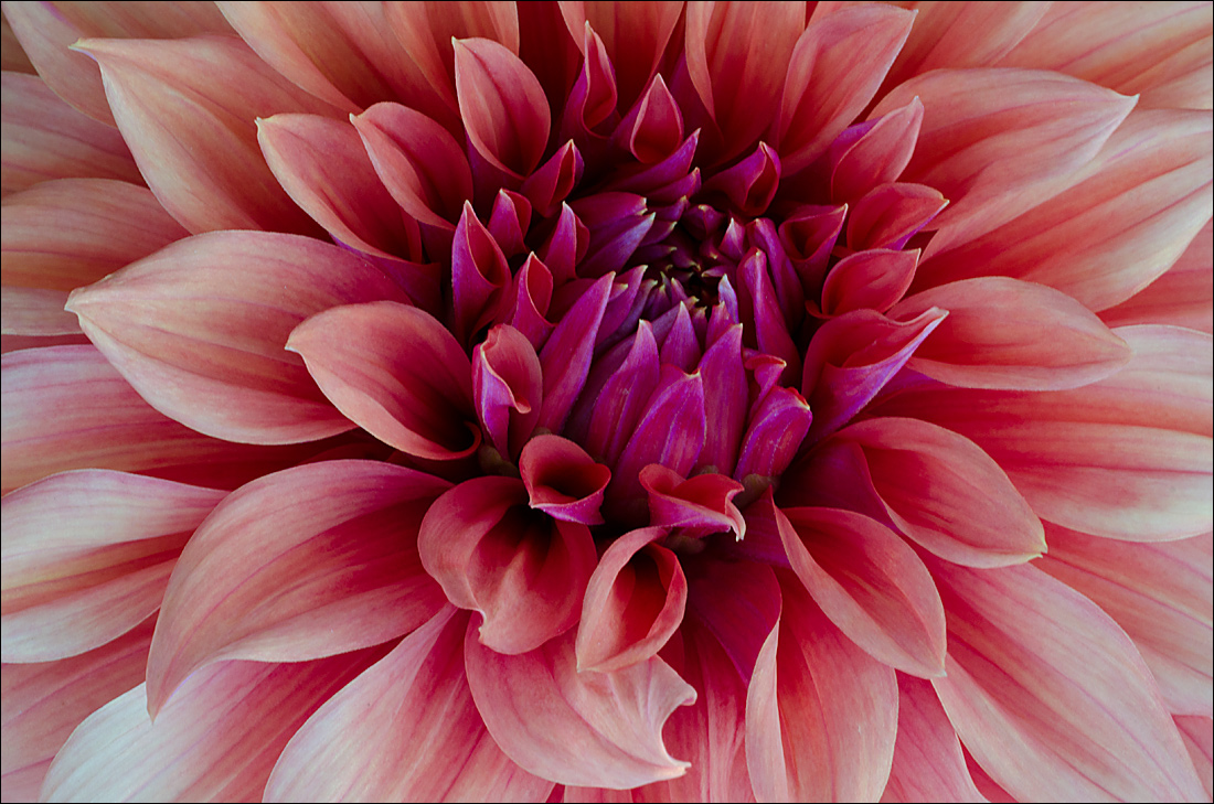 Dahlia 5 (+B@W)