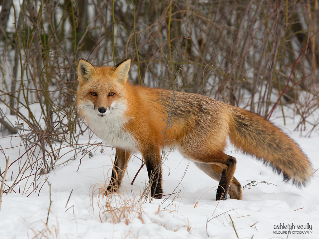 Red Fox