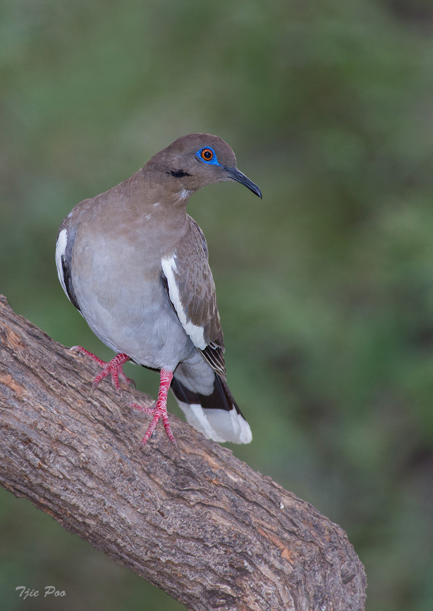 White-winged Dove