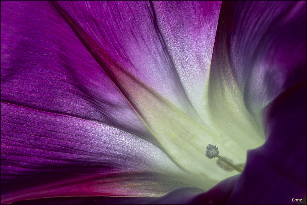 Morning Glory