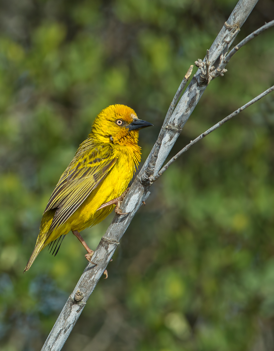 Cape Weaver