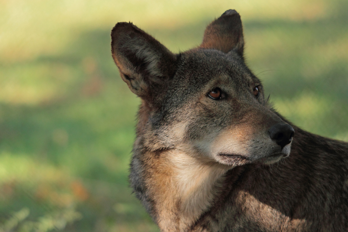 End of the Red Wolf?