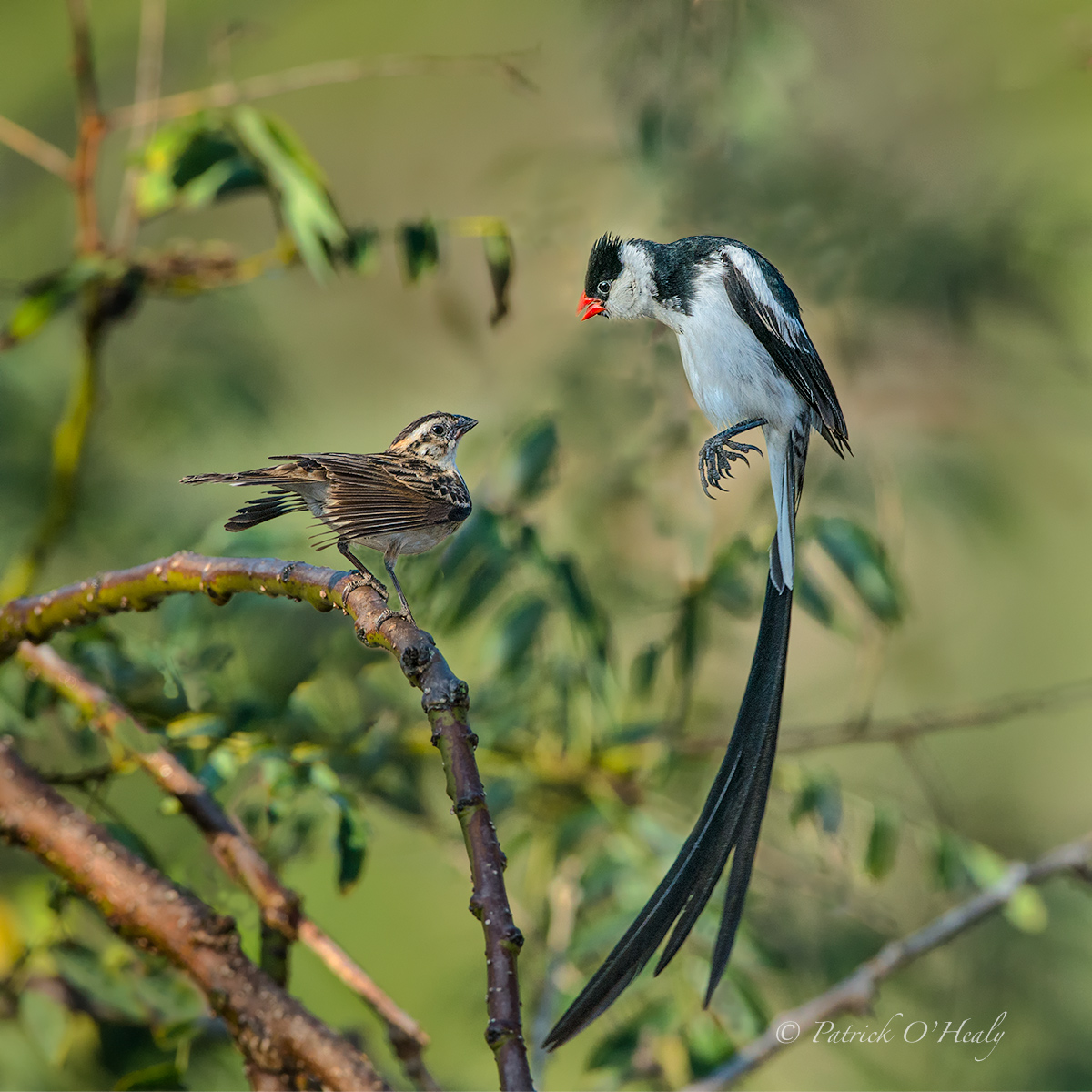 Pin-tail Wydah