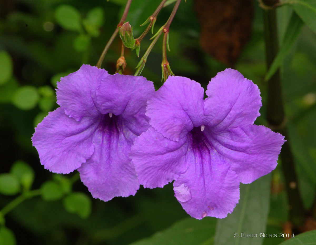 Pair of bells
