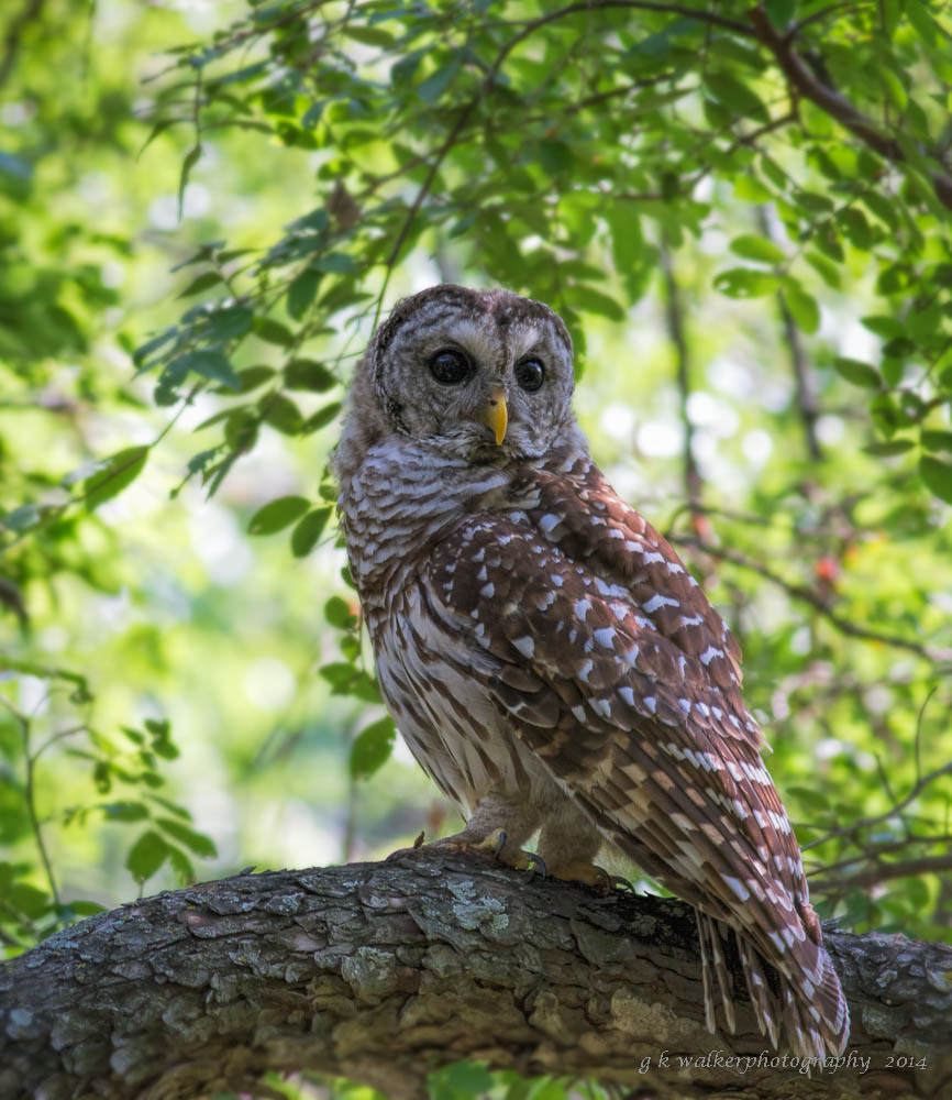Barred Owl