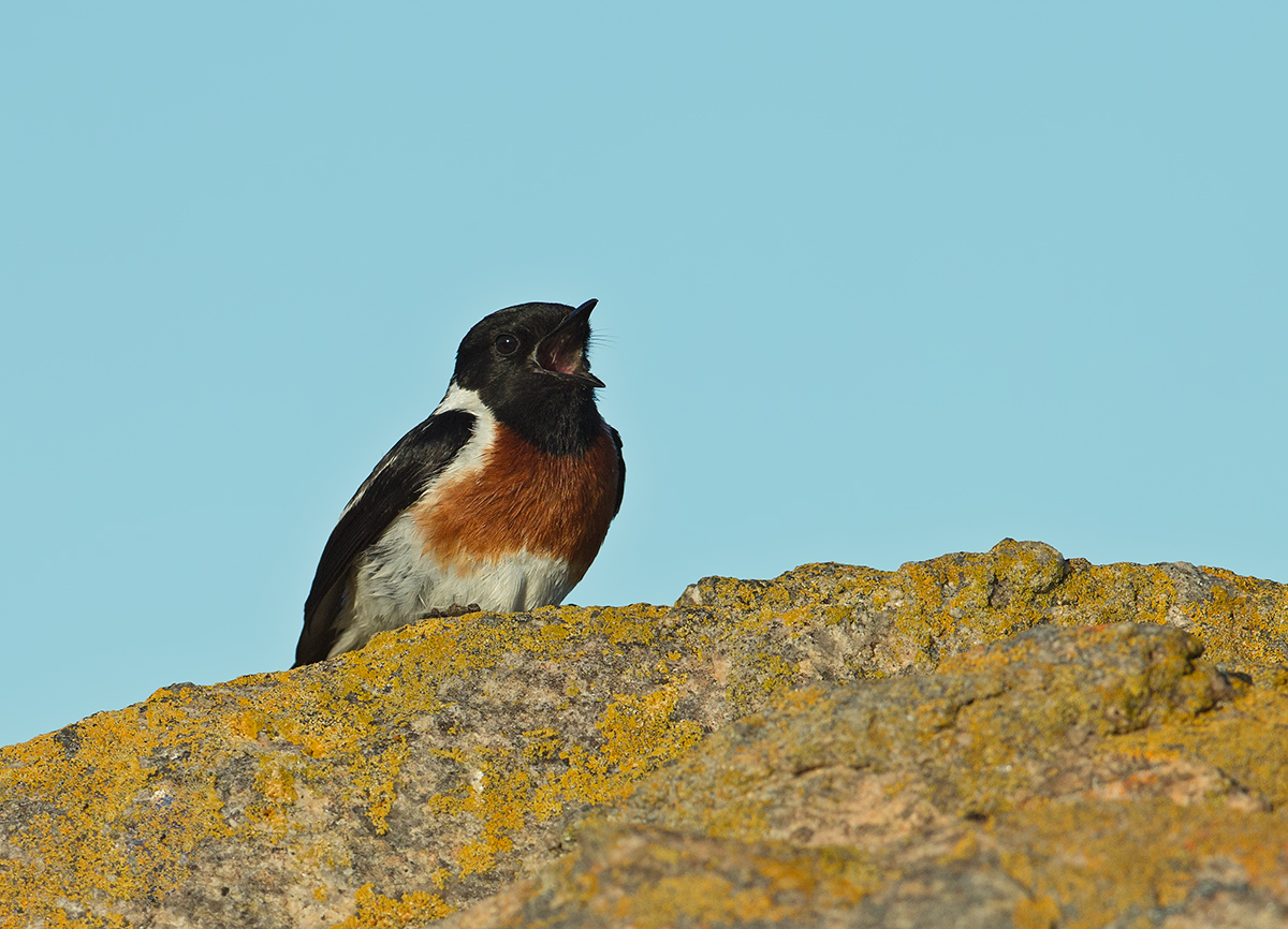 Common Stonechat
