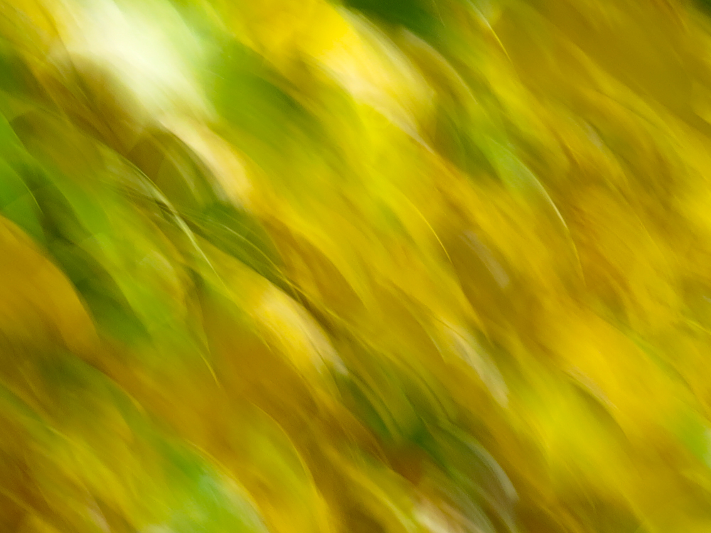 First Autumn Color