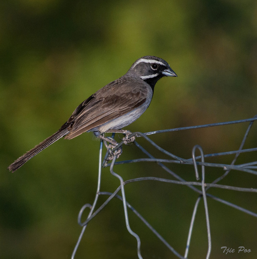 Black-throated Sparrow