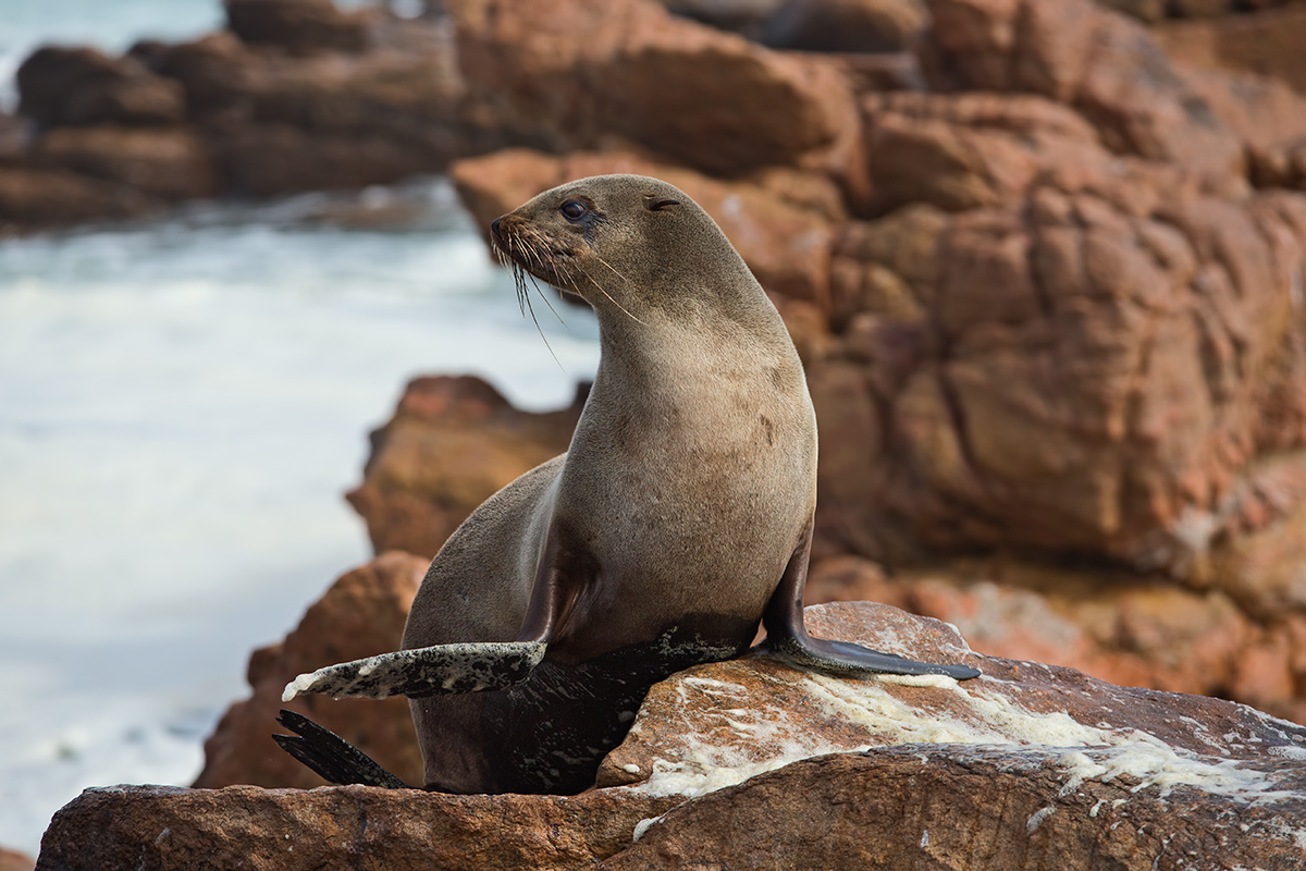 Cape Fur Seal